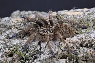 Description de l'image Imirb.jpg.