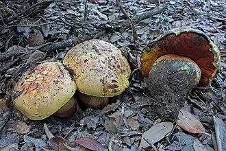 Le Bolet cuivré (Imperator luteocupreus)