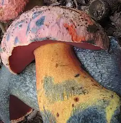 Le Bolet vieux rose (Imperator rhodopurpureus)