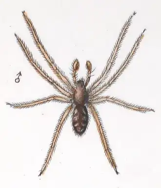 Description de l'image Improphantes decolor male.png.