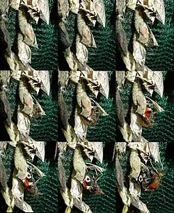 Sortie du papillon de sa chrysalide