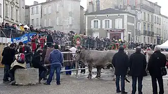 Image illustrative de l’article Promenade des bœufs gras de Bazas