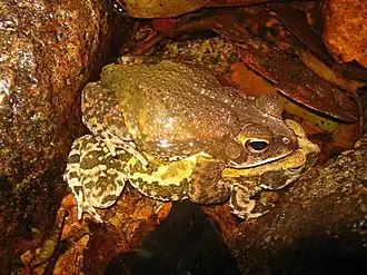 Description de l'image Incilius marmoreus.jpg.