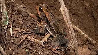 Description de l'image Incilius spiculatus 02.jpg.