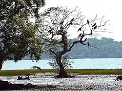 Vasières déposées par le ralentissement du courant (Rivière Chapora, Inde).