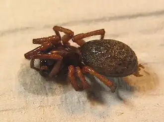 Description de l'image Inermocoelotes inermis 2.jpg.