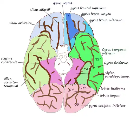 Face inférieure du cerveau.