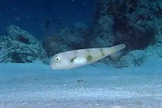 Iniistius aneitensis