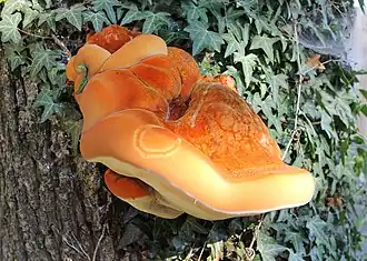 Inonotus hispidus, un Hymenochaetales