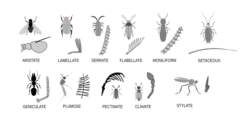 Divers types d'antennes d'insectes
