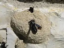 Couche de protection externe