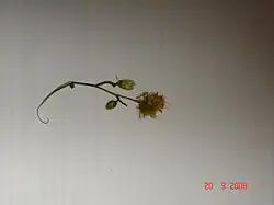 Une galle prélevée, hirsute verte