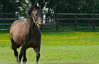 Image illustrative de l’article Invincible Spirit