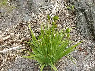 Description de cette image, également commentée ci-après