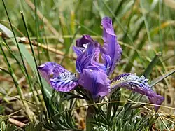 Iris tigridia