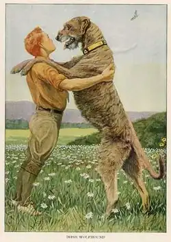 Illustration de 1919 issue de The book of dogs.