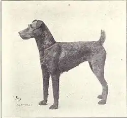 Terrier irlandais vers 1915
