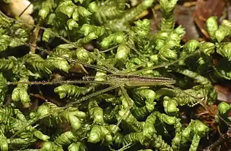 Description de l'image Ischalea spinipes.jpg.