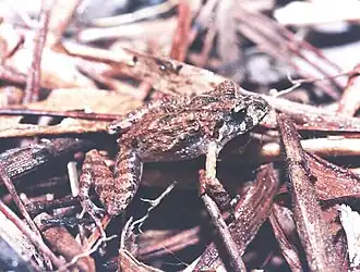 Description de l'image Ischnocnema juipoca.jpg.