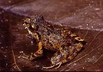 Description de l'image Ischnocnema manezinho01.jpg.