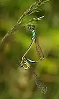 Accouplement d'Ischnura elegans en Brenne