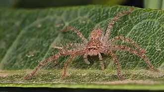 Description de l'image Isopedella pessleri 127960153.jpg.