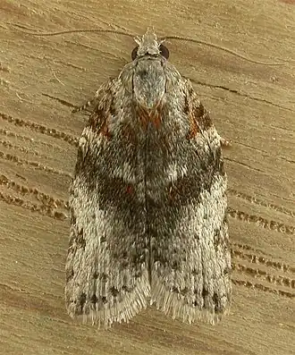 Description de cette image, également commentée ci-après