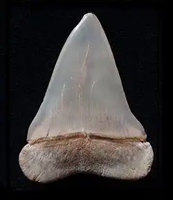 Dent de Isurus hastalis