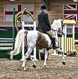Photo d'un Pintabian monté, lors d'une compétition de sauts d'obstacles.