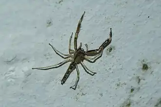 Description de l'image Itata completa.jpg.