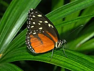 Description de l'image Ithomini - Tithorea tarricina..JPG.