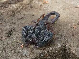 Description de l'image Iurus dufoureius 102778901.jpg.