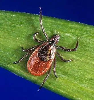 Ixodes scapularis, un des vecteurs de la maladie de Lyme