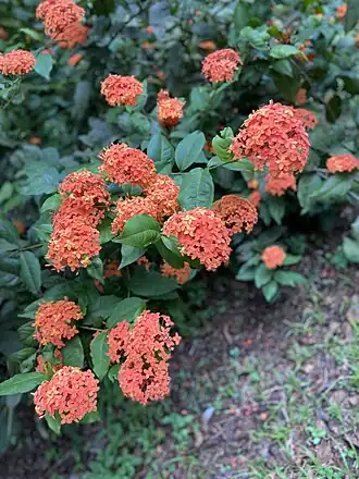 Description de l'image Ixora Chensis - Limbe Botanic Garden.jpg.