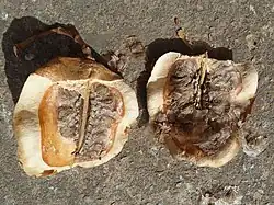 Détail d'un fruit ouvert.