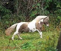 Poney bicolore couleur champignon et blanc.