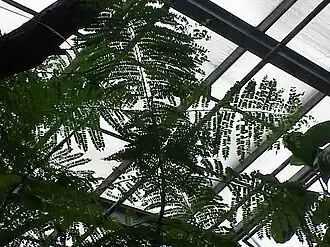 Description de l'image Jacaranda_acutifolia0.jpg.