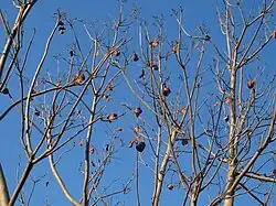 Branches nues et fruits.