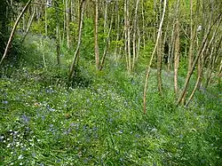 Sous bois, couvert de Jacinthe des Bois