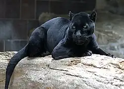 Les formes mélaniques, bien que dépendantes d'un allèle dominant, restent rares.