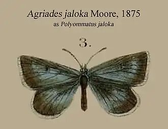 Description de l'image JalokaMoore1875OD.JPG.