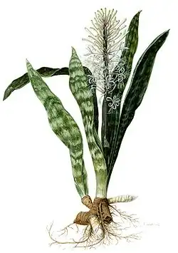 Sansevieria hyacinthoides.
