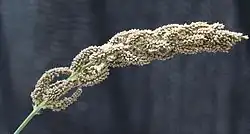 Tête de millet japonais.