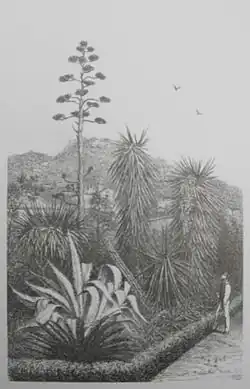 Un homme dans une allée de la pépinière Huber admire un yucca filifera en fleur ainsi que des agaves également en fleur et un cyca.