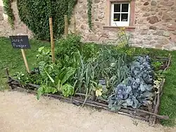 Choux de jardin potager du Bas-Rhin