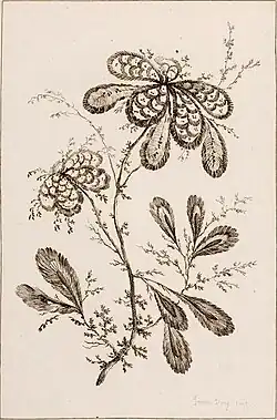 Fleurs idéales
