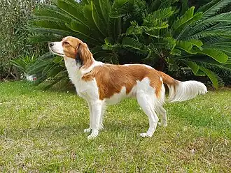Kooikerhondje.