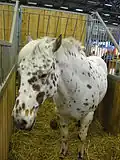 Appaloosa.