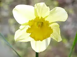 Fleur de Jonquille en gros plan macro