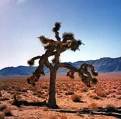 Yucca brevifolia